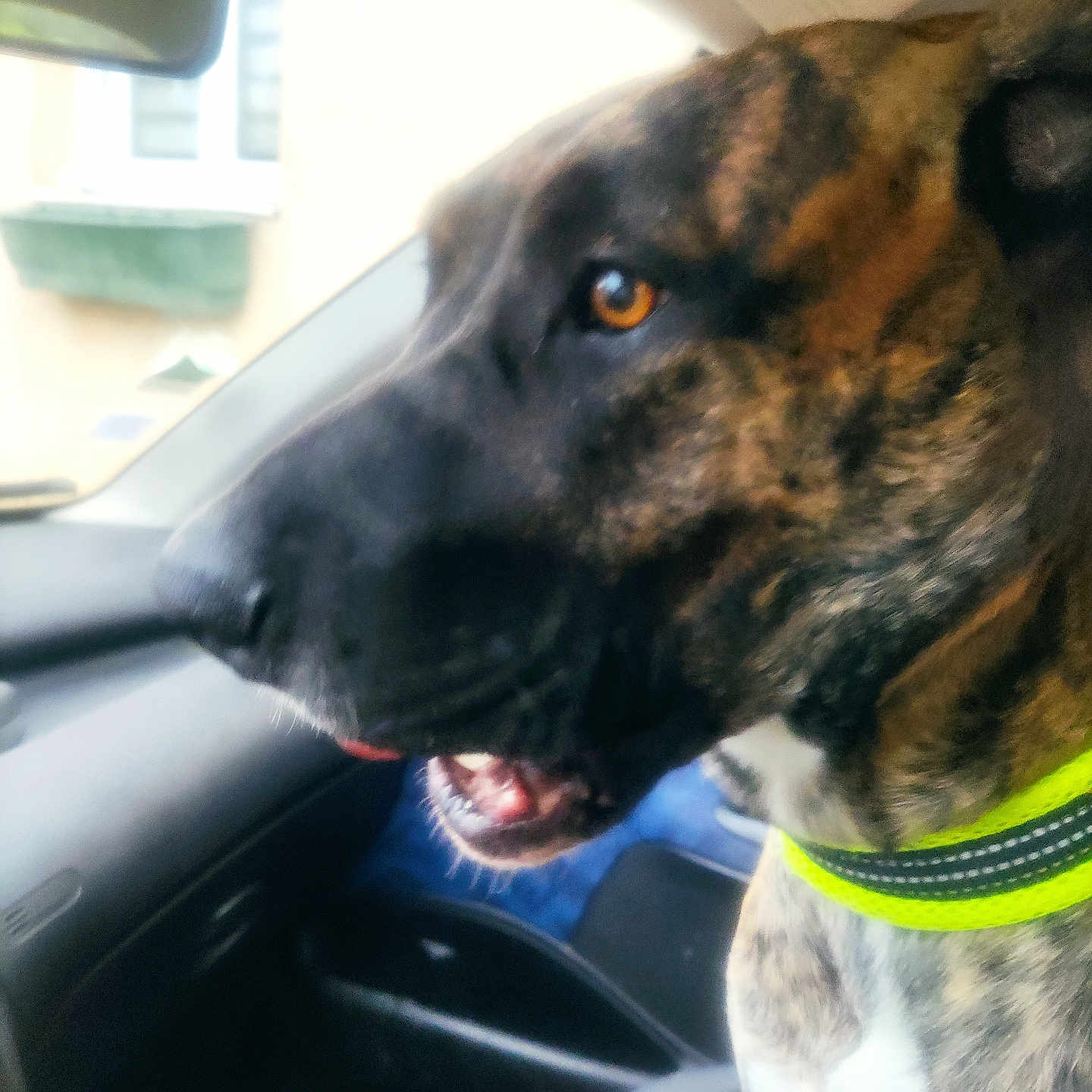 Stella