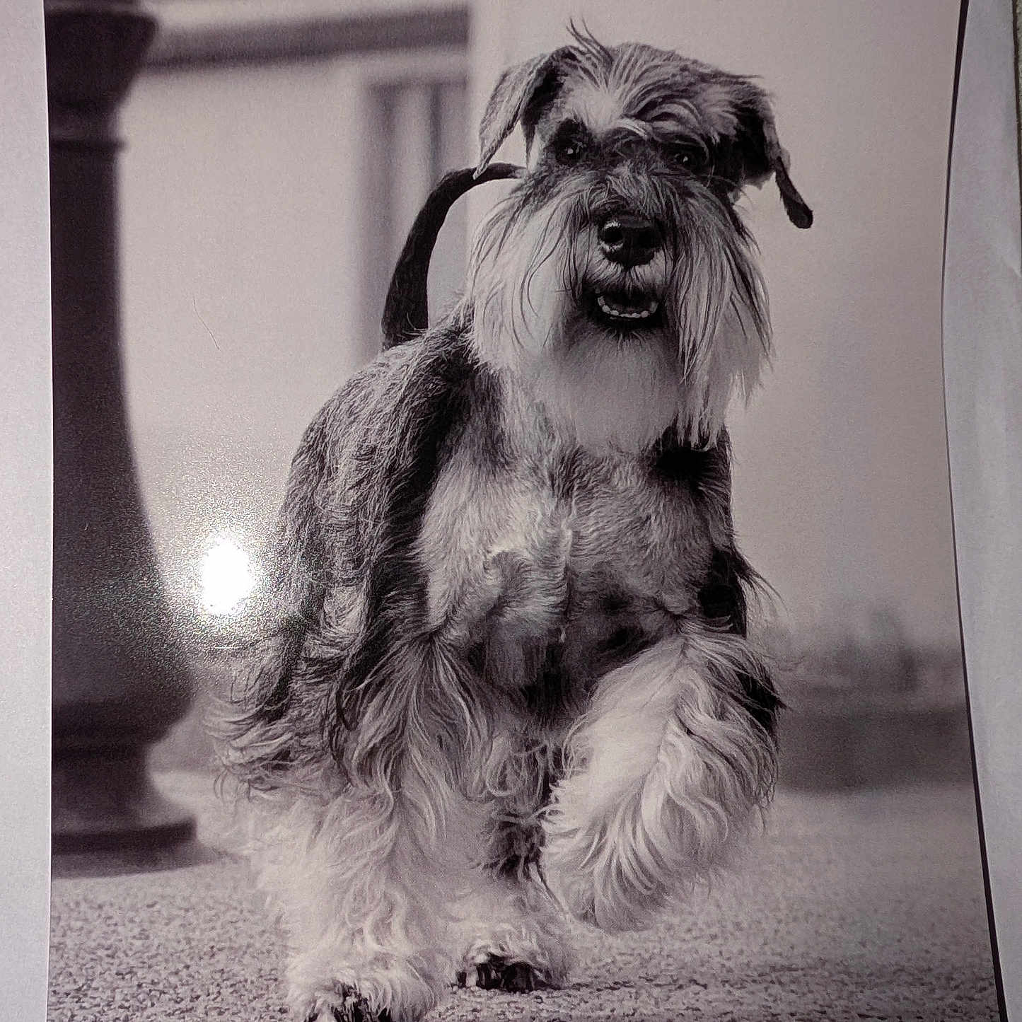 Tatooïne a rejoint le concours — aidez-le/la à gagner de superbes lots ! dog, schnauzer, black_and_white, portrait, walking, fur, pet, canine, outdoor, texture, blurred_background, animal, mammal, close_up, expression, cute, friendly, fluffy, paw, snout