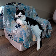 Gomez is registered to the contest to win money with this photo: animal, black_and_white, blanket, cat, chair, comfort, cozy, cute, domestic, feline, furniture, household, indoor, lying_down, paw_print, pet, portrait, relaxed, resting, wood_floor