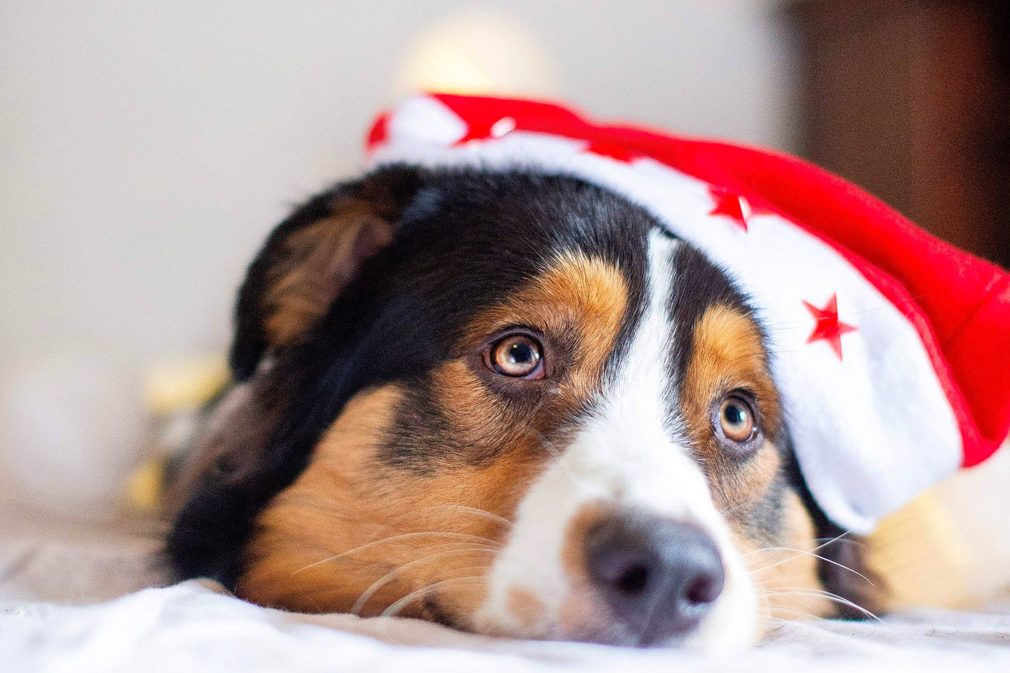 Onni a rejoint le concours — aidez-le/la à gagner de superbes lots ! appenzeller_sennenhund, australian_shepherd, bernese_mountain_dog, canidae, cardigan_welsh_corgi, carnivore, companion_dog, dog, dog_breed, greater_swiss_mountain_dog, herding_dog, mammal, puppy, rare_breed_dog, snout, vertebrate, working_dog