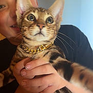 Capone joined the competition — help win amazing prizes! animal, blurred_background, casual_clothing, cat, child, closeup, curious, domestic_animal, feline, gold_chain, hand, holding, indoor, pet, portrait, short_hair, smile, spotted_fur, striped, young
