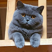 Cheshire is registered to the contest to win money with this photo: cat, gray_cat, fluffy, wooden_railing, paws, golden_eyes, pet, animal, indoor, curious, feline, closeup, portrait, cute, resting, wood, cozy, looking, domestic_cat, mammal