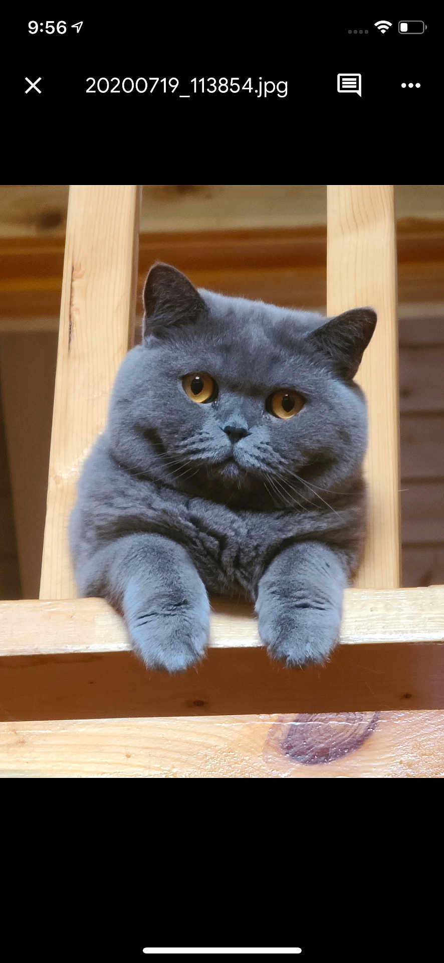 Cheshire