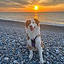 Vaya participe au concours pour gagner de l'argent avec cette photo : dog, sunset, beach, rocks, sea, water, sky, clouds, sun, harness, animal, pet, outdoor, nature, smiling, sitting, calm, scenic, golden_hour, relaxation