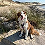 dog, beach, rock, grass, sand, dunes, sky, sea, outdoor, sunny, nature, canine, pet, happy, tongue_out, harness, brown_and_white, sitting, coast, daytime