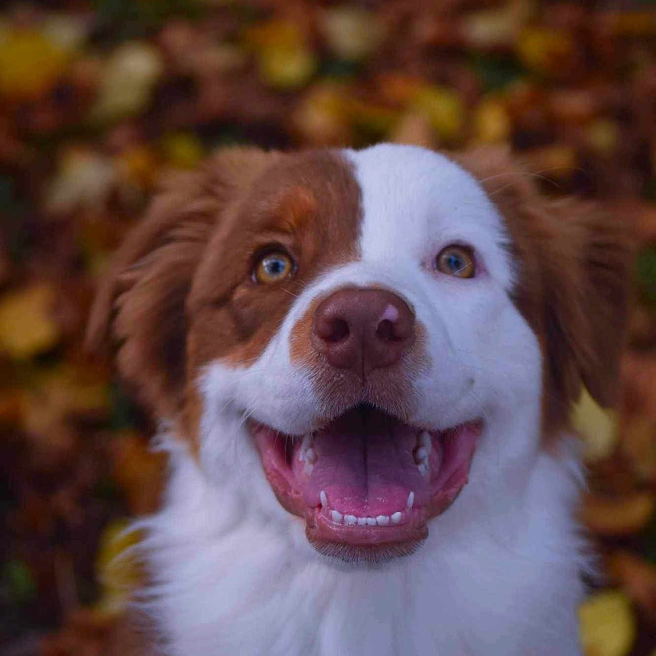 Vaya a rejoint le concours — aidez-le/la à gagner de superbes lots ! animal, autumn, background_blur, brown_and_white, canine, close_up, cute, dog, ears, fluffy, friendly, fur, happy, leaves, nature, outdoor, pet, portrait, smiling, tongue