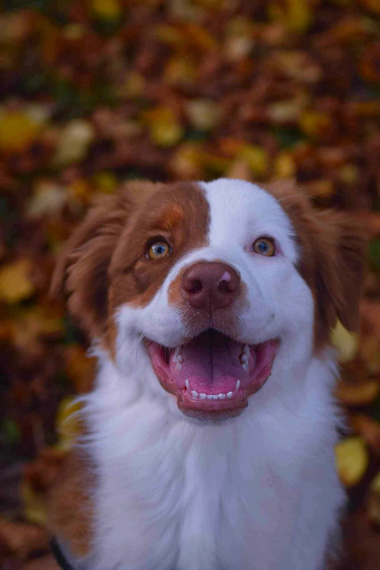 Vaya a rejoint le concours — aidez-le/la à gagner de superbes lots ! dog, happy, smiling, brown_and_white, portrait, close_up, pet, animal, autumn, leaves, outdoor, cute, fluffy, friendly, canine, nature, fur, tongue, ears, background_blur