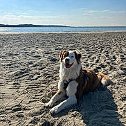 Vaya a rejoint le concours — aidez-le/la à gagner de superbes lots ! dog, beach, sand, sea, sky, sunlight, outdoor, animal, canine, happiness, nature, water, landscape, sunny, relaxing, pet, daytime, smiling, fur, leisure