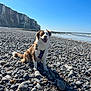 Vaya a rejoint le concours — aidez-le/la à gagner de superbes lots ! dog, beach, rocks, cliffs, sea, sky, sunny, outdoor, pet, canine, nature, smiling, harness, coast, vacation, landscape, water, happy, animal, summer