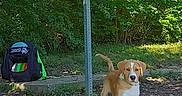 Tucker joined the competition — help win amazing prizes! animal, backpack, brown_and_white, canine, dappled_light, dog, foliage, forest, ground, nature, outdoors, park, portrait, puppy, standing, sunlight, trail, trail_sign, trees, woods