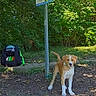 dog, puppy, brown_and_white, standing, outdoors, forest, woods, trail, trail_sign, backpack, trees, foliage, sunlight, dappled_light, nature, ground, park, animal, canine, portrait