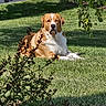 Tucker joined the competition — help win amazing prizes! alert, backyard, canine, dog, front_facing, garden, grass, large_breed, lawn, leaves, lying_down, outdoor, park, pavement, portrait, shadow, shrub, sunlight, tan_white_fur, tree