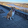 Tucker is registered to the contest to win money with this photo: blue_sky, brown_and_white, canine, collar, dog, happy, landscape, outdoor, overlook, pavement, pet, portrait, river, scenic, sitting, stone_wall, tongue_out, town, water, winter