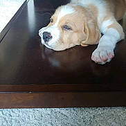 Tucker is registered to the contest to win money with this photo: animal, brown_nose, carpet, close_up, cute, dog, floppy_ears, golden_and_white, indoor, lying_down, mirror, pet, portrait, puppy, reflection, resting, sleeping, table, white_paws, wood