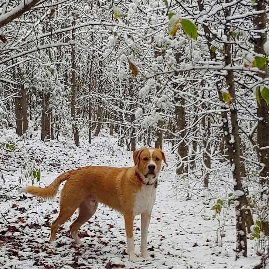 Tucker is registered to the contest to win money with this photo: adventure, animal, branches, brown_and_white, daylight, dog, forest, leaves, nature, outdoors, pet, portrait, scenic, snow, snowy_trail, standing, trees, wilderness, winter, woodland