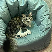 Beans joined the competition — help win amazing prizes! cat, tabby_cat, white_paws, fluffy_tail, indoor, chair, cushion, teal_color, carpet, pet, animal, feline, relaxed, looking_at_camera, home, cozy, fur, whiskers, ears, resting