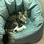 cat, tabby_cat, white_paws, fluffy_tail, indoor, chair, cushion, teal_color, carpet, pet, animal, feline, relaxed, looking_at_camera, home, cozy, fur, whiskers, ears, resting
