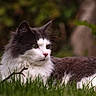 Minimoys a rejoint le concours — aidez-le/la à gagner de superbes lots ! cat, fluffy, grass, outdoor, nature, green_eyes, animal, pet, feline, relaxed, side_view, whiskers, fur, mammal, closeup, wildlife, portrait, calm, daylight, background_blur