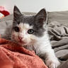 Minimoys a rejoint le concours — aidez-le/la à gagner de superbes lots ! kitten, cat, gray_and_white, pet, cute, animal, feline, bed, blanket, cozy, indoor, young, whiskers, fur, paws, resting, curious, soft, sleepy, domestic