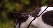 Minimoys participe au concours pour gagner de l'argent avec cette photo : cat, black_and_white, animal, grass, outdoor, nature, stick, chewing, fur, pet, closeup, greenery, mammal, whiskers, relaxing, leaf, wildlife, cute, feline, playful