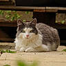 cat, animal, pet, outdoor, greenery, stone_patio, fluffy, gray_and_white, feline, calm, lying_down, nature, close_up, whiskers, ears, eyes, fur, plant, wood, background
