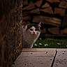 Vanille participe au concours pour gagner de l'argent avec cette photo : cat, curious, peeking, stone_wall, woodpile, outdoor, grass, flowers, fluffy, white, gray, animal, pet, nature, closeup, portrait, daylight, cute, feline, whiskers
