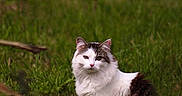 Vanille participe au concours pour gagner de l'argent avec cette photo : cat, grass, outdoor, animal, nature, fluffy, white, gray, mammal, sitting, curious, field, wildlife, pet, fur, eyes, portrait, green, leaf, whiskers