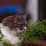 cat, fluffy, greenery, animal, pet, outdoor, nature, portrait, feline, whiskers, ears, fur, eyes, side_view, closeup, mammal, domestic_animal, focus, background_blur, plant