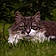 Minette