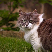 Minette a rejoint le concours — aidez-le/la à gagner de superbes lots ! cat, animal, outdoor, grass, fur, green_eyes, nature, pet, mammal, whiskers, portrait, cute, fluffy, feline, looking, close_up, soft_focus, background, colorful, alert