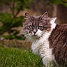 cat, animal, outdoor, grass, fur, green_eyes, nature, pet, mammal, whiskers, portrait, cute, fluffy, feline, looking, close_up, soft_focus, background, colorful, alert