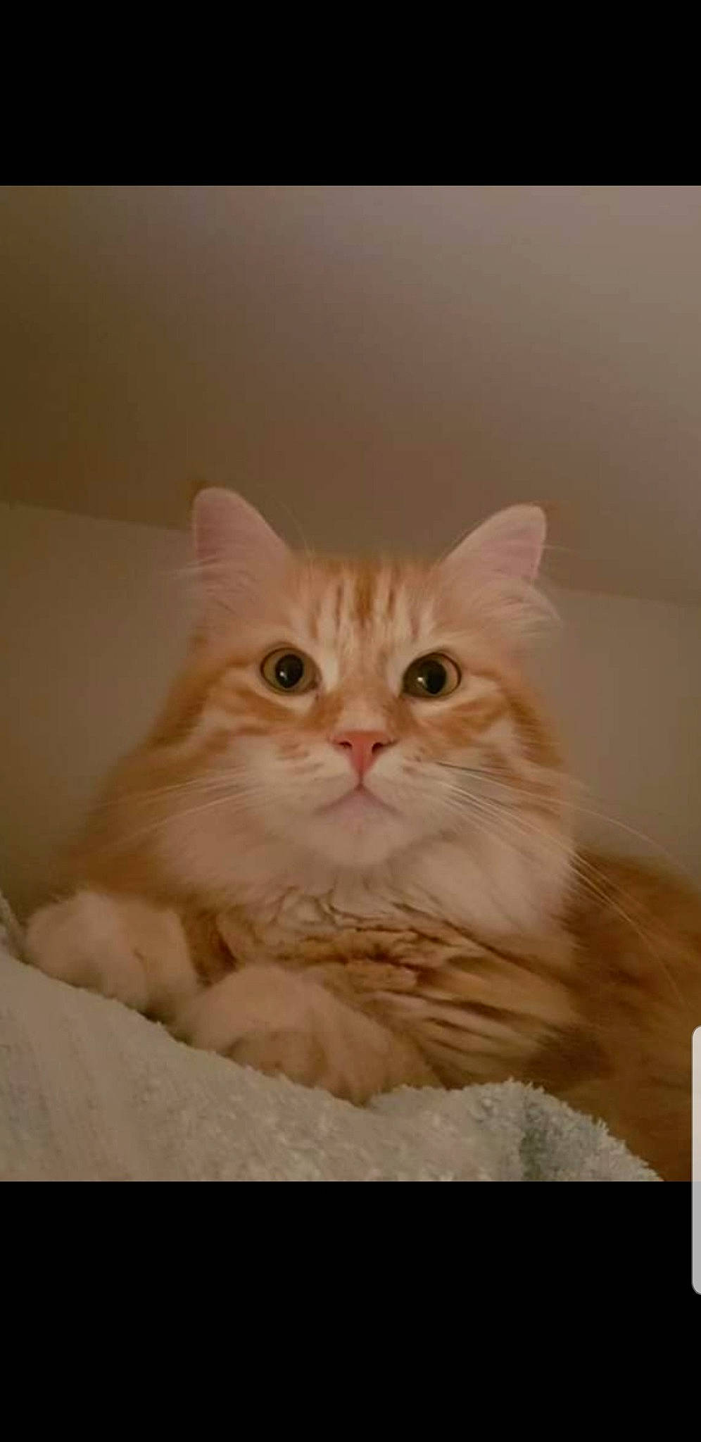 Jazz a rejoint le concours — aidez-le/la à gagner de superbes lots ! carnivore, cat, comfort, ear, fawn, felidae, fur, rectangle, sitting, small_to_medium_sized_cats, snout, whiskers, wood