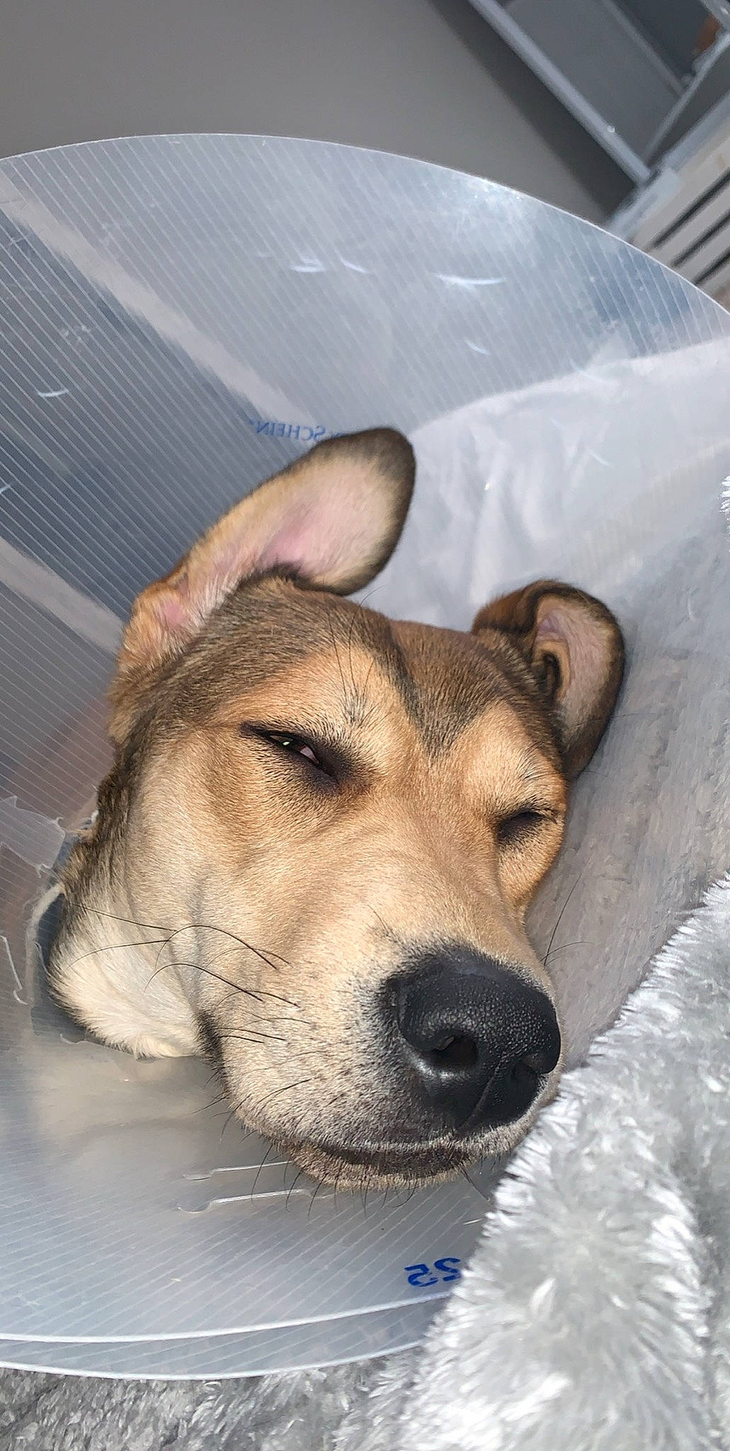 Ned joined the competition — help win amazing prizes! animal_shelter, black_mouth_cur, canidae, carnivore, chinook, companion_dog, dog, dog_breed, fawn, mammal, nose, potcake_dog, snout, sporting_group, street_dog, whiskers