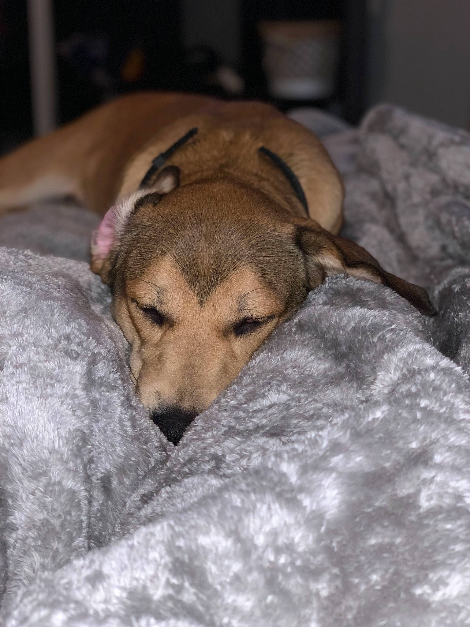 Ned joined the competition — help win amazing prizes! canidae, carnivore, dog, dog_breed, fawn, mammal, potcake_dog, puppy, snout, whippet, wolfdog