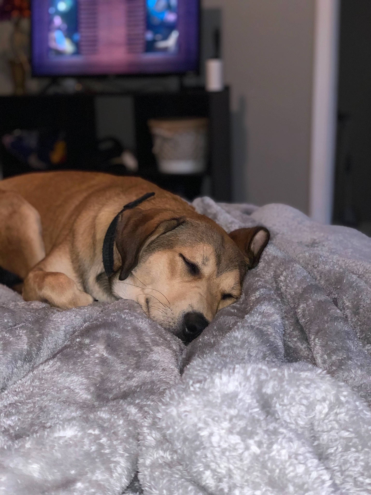 Ned joined the competition — help win amazing prizes! bed, black_mouth_cur, broholmer, canidae, carnivore, comfort, companion_dog, dog, dog_breed, fawn, furniture, mammal, nap, puggle, puppy, rhodesian_ridgeback, sleep, snout, sporting_group