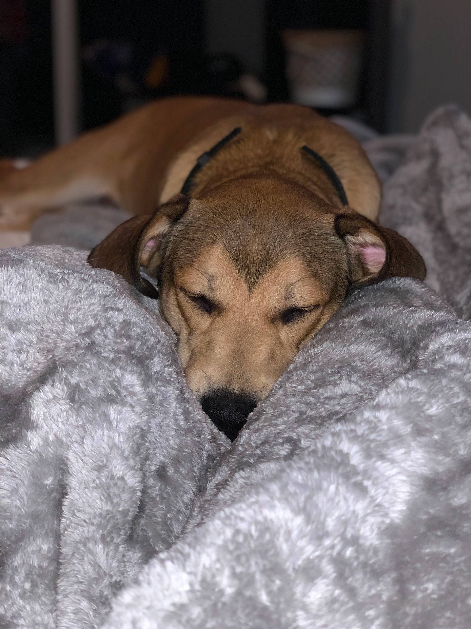 Ned joined the competition — help win amazing prizes! canidae, carnivore, dog, dog_breed, fawn, mammal, nap, potcake_dog, puppy, rare_breed_dog, snout, street_dog, vertebrate, whippet, whiskers, wolfdog