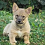 puppy, dog, grass, flowers, clover, outdoor, greenery, nature, young, cute, pet, animal, sitting, fur, ears, face, leaf, plant, background, small