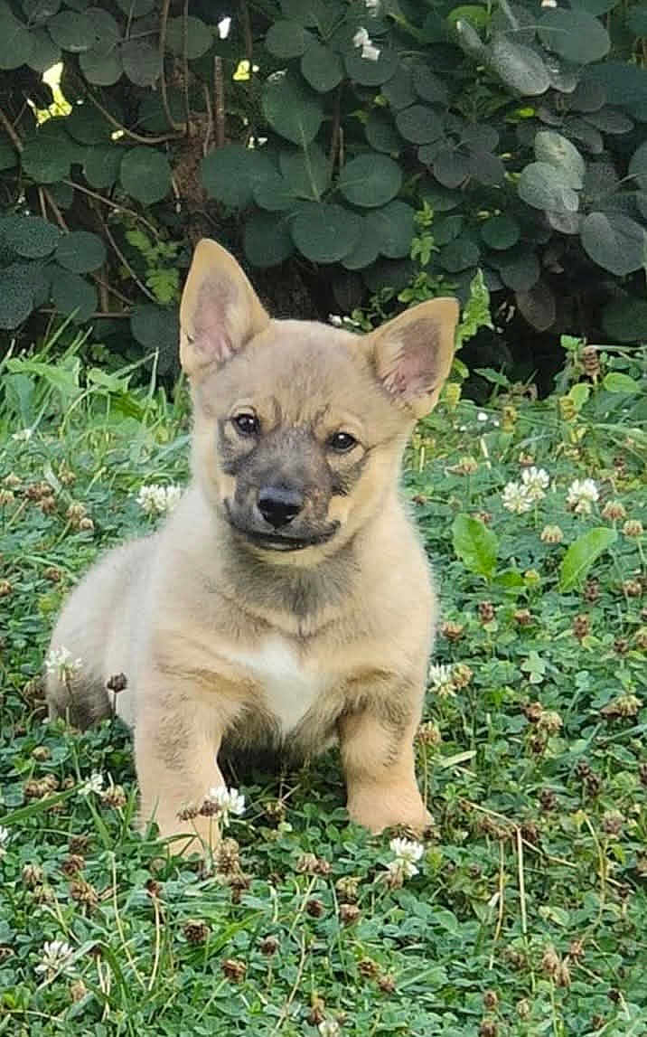 Aribo participe au concours pour gagner de l'argent avec cette photo : puppy, dog, grass, flowers, clover, outdoor, greenery, nature, young, cute, pet, animal, sitting, fur, ears, face, leaf, plant, background, small