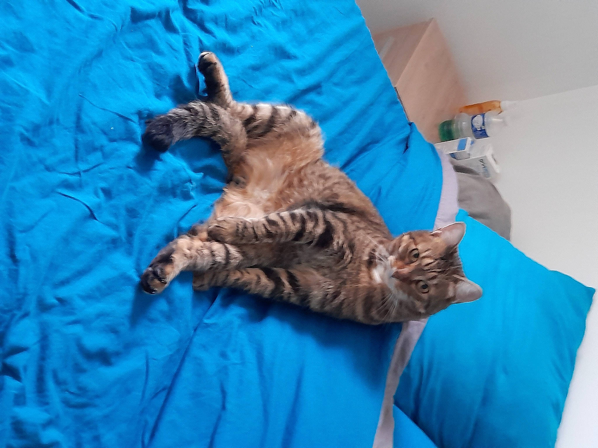 Ponpon a rejoint le concours — aidez-le/la à gagner de superbes lots ! bed, bedding, blue, carnivore, cat, cat_supply, chair, comfort, domestic_short_haired_cat, electric_blue, fawn, felidae, fur, linens, room, small_to_medium_sized_cats, tail, textile, vertebrate, whiskers