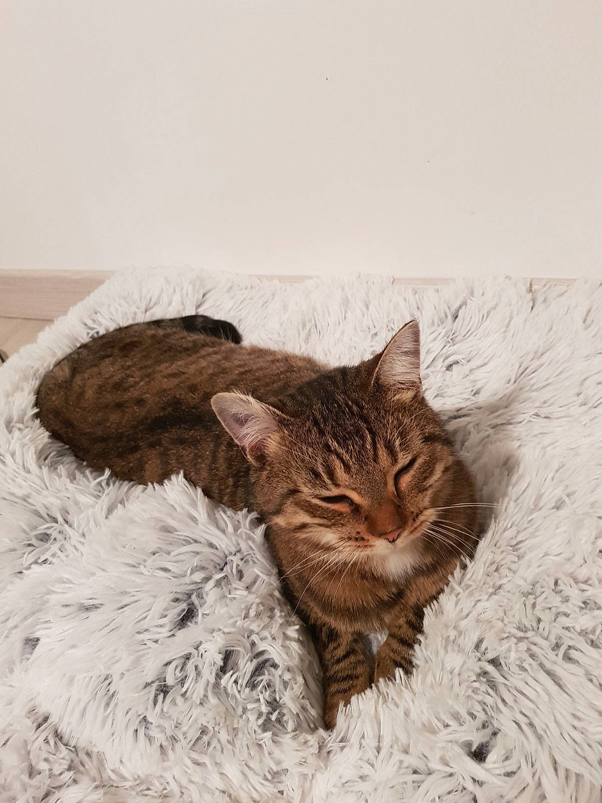 Ponpon a rejoint le concours — aidez-le/la à gagner de superbes lots ! carnivore, cat, comfort, domestic_short_haired_cat, felidae, fur, linens, mammal, nap, sleep, small_to_medium_sized_cats, snout, terrestrial_animal, vertebrate, whiskers