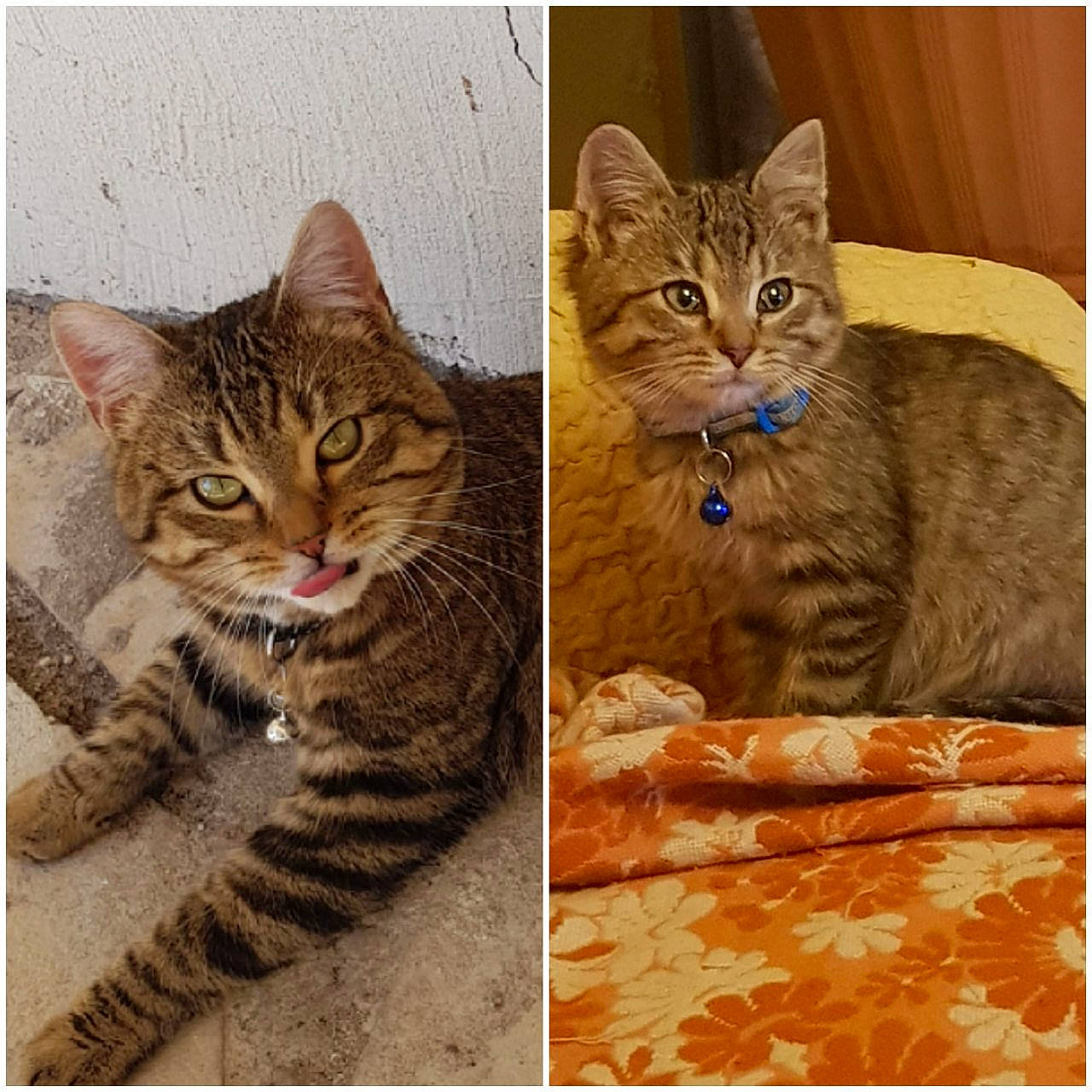 Ponpon a rejoint le concours — aidez-le/la à gagner de superbes lots ! beauty, carnivore, cat, domestic_short_haired_cat, eye, felidae, fur, iris, mammal, organism, paw, photo_caption, rectangle, sharing, small_to_medium_sized_cats, snout, terrestrial_animal, vertebrate, whiskers, wildlife