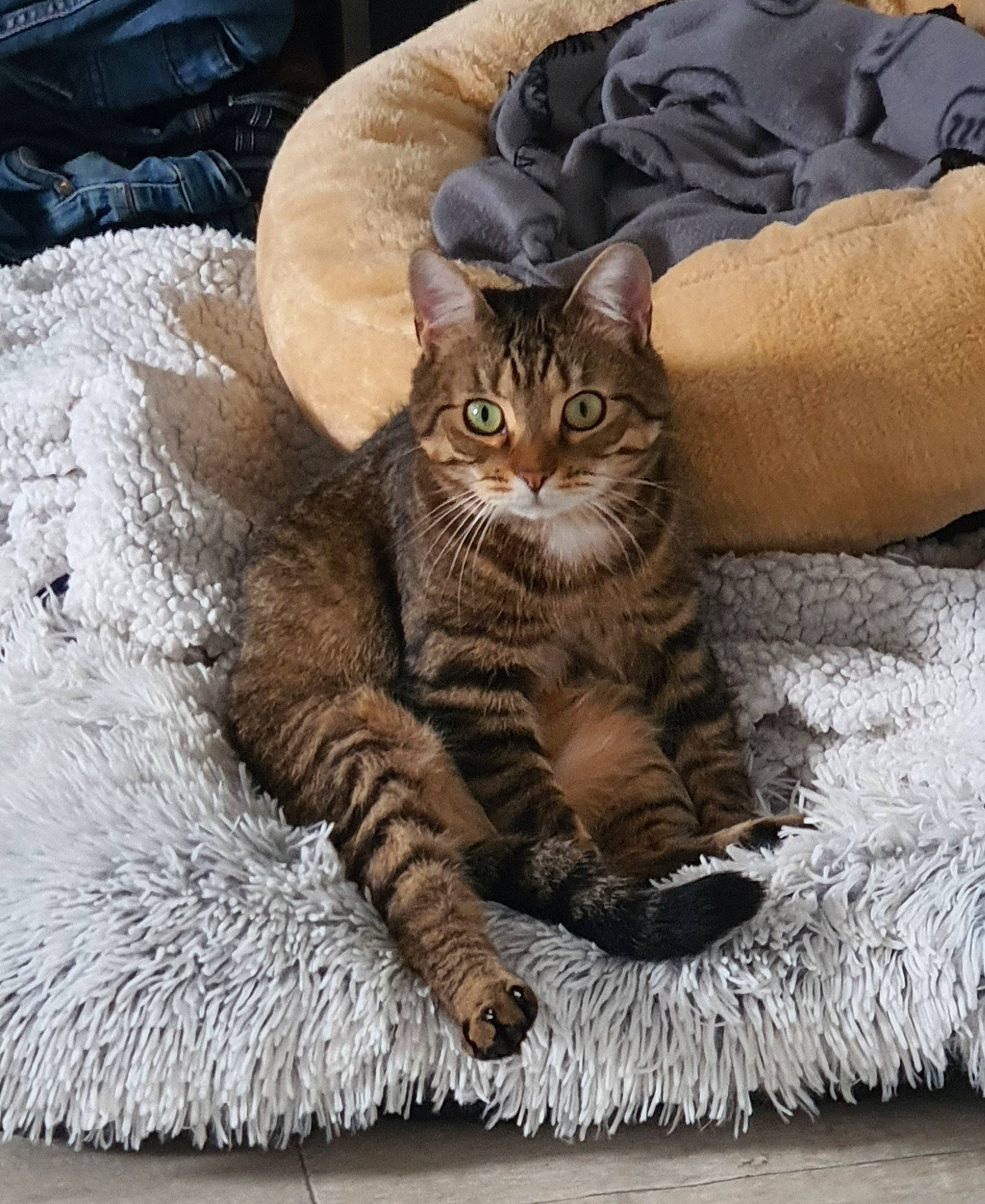 Ponpon participe au concours pour gagner de l'argent avec cette photo : carnivore, cat, cat_supply, claw, comfort, domestic_short_haired_cat, fawn, felidae, foot, fur, grey, linens, paw, sitting, small_to_medium_sized_cats, snout, tail, whiskers, window, wood