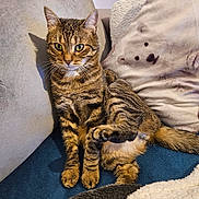 Ponpon participe au concours pour gagner de l'argent avec cette photo : animal, cat, comfort, couch, cozy, domestic, ears, eyes, feline, fur, home, indoor, pet, pillows, relaxed, sitting, striped, tabby_cat, tail, whiskers