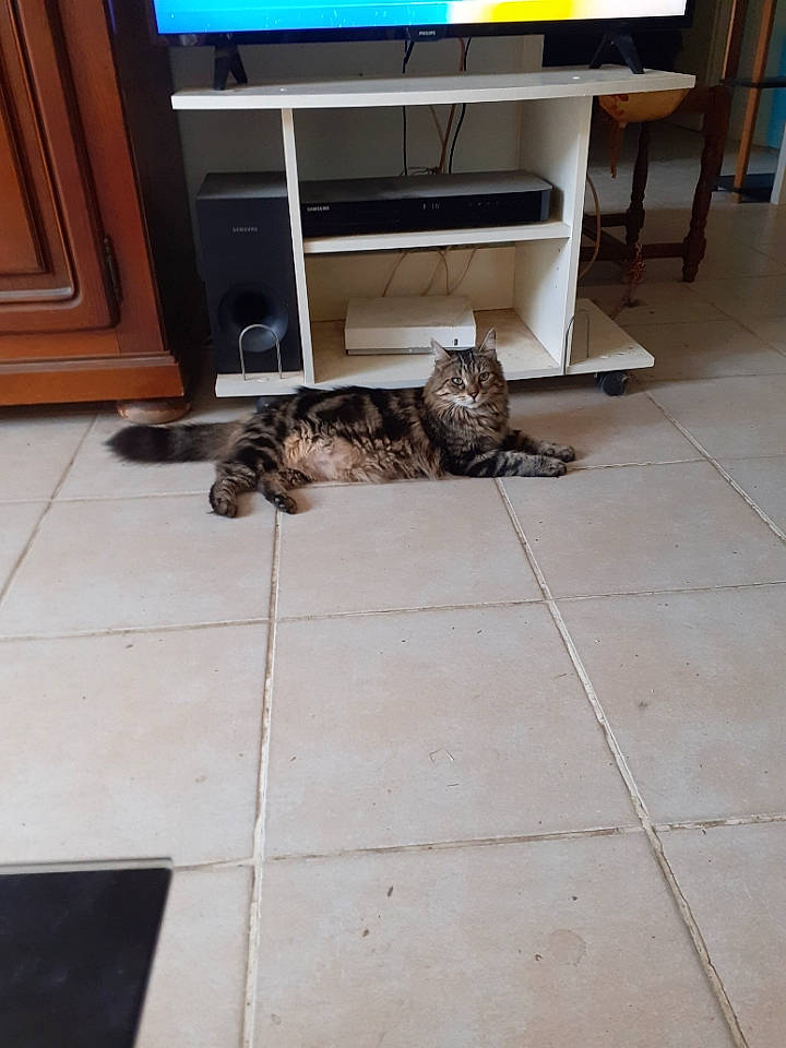 Caline a rejoint le concours — aidez-le/la à gagner de superbes lots ! cabinetry, carnivore, cat, comfort, dog_breed, felidae, floor, flooring, grey, hardwood, home_appliance, laminate_flooring, living_room, mammal, small_to_medium_sized_cats, snout, tail, television, whiskers, wood