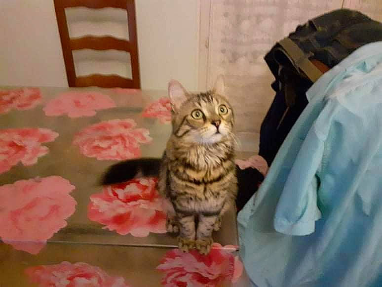 Caline a rejoint le concours — aidez-le/la à gagner de superbes lots ! bed, bed_sheet, bedding, carnivore, cat, comfort, domestic_short_haired_cat, fawn, felidae, flower, fur, linens, pattern, peach, petal, plant, room, sitting, small_to_medium_sized_cats, whiskers