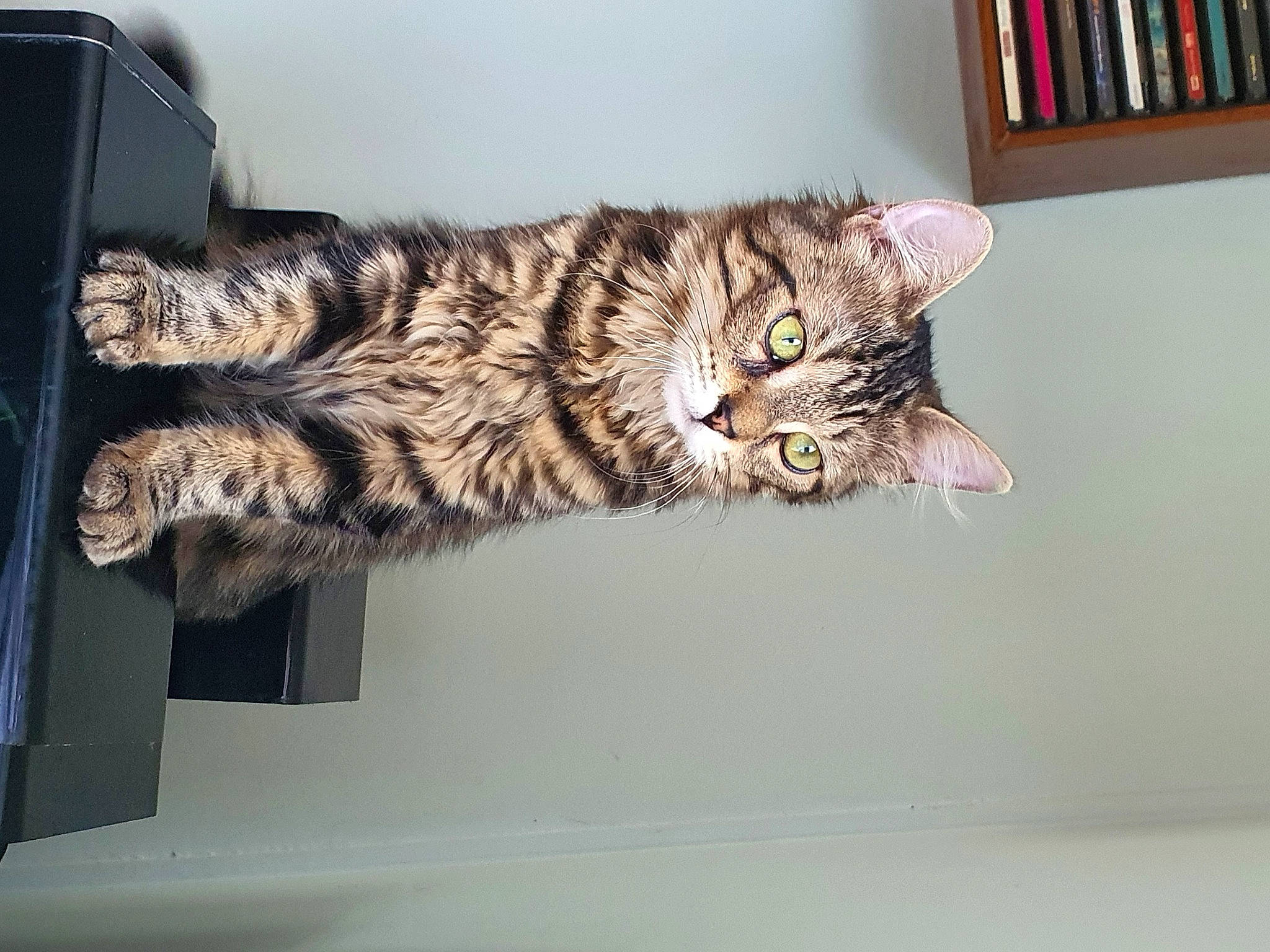 Caline participe au concours pour gagner de l'argent avec cette photo : bookcase, carnivore, cat, domestic_short_haired_cat, door, felidae, fur, paw, room, shelf, shelving, small_to_medium_sized_cats, tail, whiskers