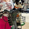 person, dog, bicycle, basket, outdoor, smiling, glasses, curly_hair, urban, street, tree, building, daylight, pet, leash, casual_clothing, happy, crosswalk, sidewalk, jacket