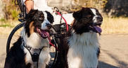 Aiko participe au concours pour gagner de l'argent avec cette photo : animal, black_and_white, blurred_background, canine, companion, daylight, dog, friendship, fur, happy, harness, leash, nature, outdoor, person, pet, sitting, sunlight, tongue_out, wheelchair