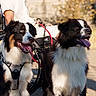 dog, animal, canine, pet, wheelchair, person, outdoor, sunlight, happy, tongue_out, black_and_white, fur, leash, harness, sitting, companion, nature, daylight, friendship, blurred_background
