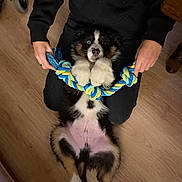 Aiko a rejoint le concours — aidez-le/la à gagner de superbes lots ! puppy, dog, rope_toy, playing, indoor, wooden_floor, person, black_clothing, paws, cute, pet, holding, toy, lying_down, floor, fur, black_and_white, blue, yellow, hands